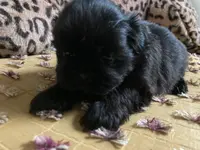 Oakley, a male Shih Tzu for sale in Livonia, MI – Photo 2 of 6