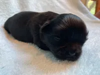 Oakley, a male Shih Tzu for sale in Livonia, MI – Photo 5 of 6