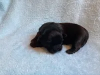 Oakley, a male Shih Tzu for sale in Livonia, MI – Photo 6 of 6