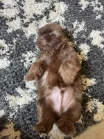 Cooper - AKC Registered Shih Tzu, a male Shih Tzu for sale in Livonia, MI – 6 of 6