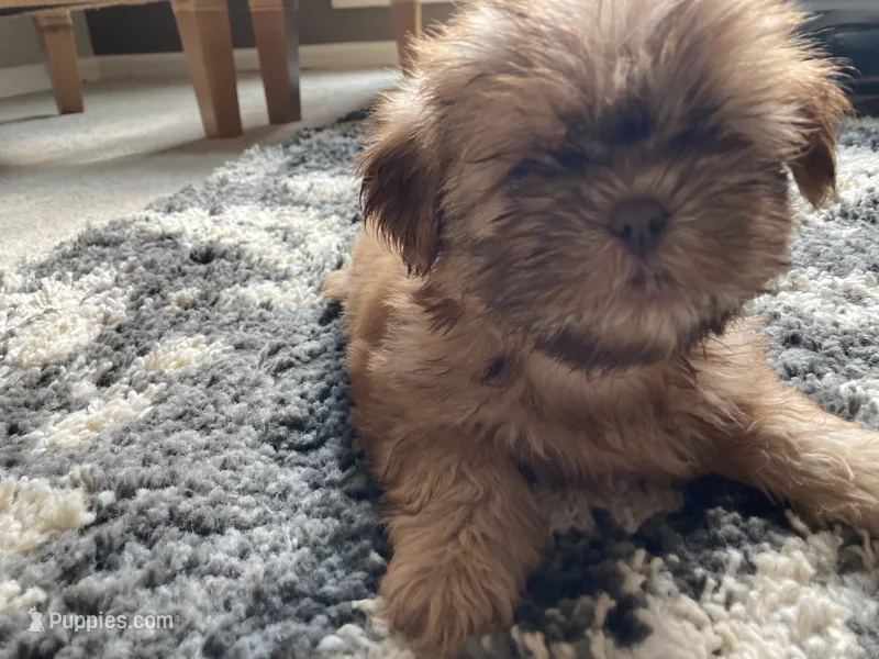 Teddy - AKC Registered Shih Tzu – Shih Tzu puppy for sale in Livonia, MI