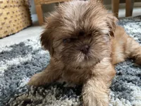 Teddy - AKC Registered Shih Tzu, a male Shih Tzu for sale in Livonia, MI – 2 of 3