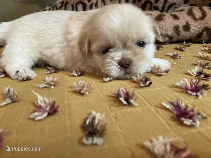 Winston - AKC Shih Tzu  – Shih Tzu puppy for sale in Livonia, MI