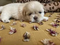 Winston - AKC Shih Tzu , a male Shih Tzu for sale in Livonia, MI – 1 of 3