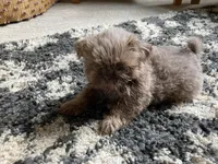 Finn - AKC Registered Shih Tzu, a male Shih Tzu for sale in Livonia, MI – 2 of 3