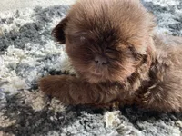 Cooper - AKC Registered Shih Tzu, a male Shih Tzu for sale in Livonia, MI – 2 of 3