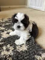 Brooks - AKC Registered, a male Shih Tzu for sale in Livonia, MI – 6 of 6