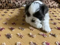 Brooks - AKC Registered, a male Shih Tzu for sale in Livonia, MI – 2 of 4