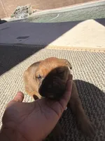 Charlie, a male Cane Corso for sale in Phoenix, AZ – Photo 4 of 4