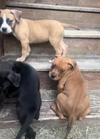 Charlie, a male Cane Corso for sale in Phoenix, AZ – Photo 2 of 4