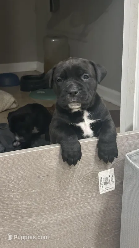 Charlie – Cane Corso puppy for sale in Phoenix, AZ