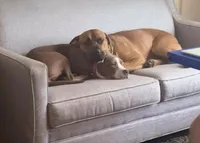 Charlie, a male Cane Corso for sale in Cedar Rapids, IA – Photo 3 of 5