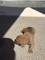 Charlie, a male Cane Corso for sale in Phoenix, AZ – Photo 3 of 4