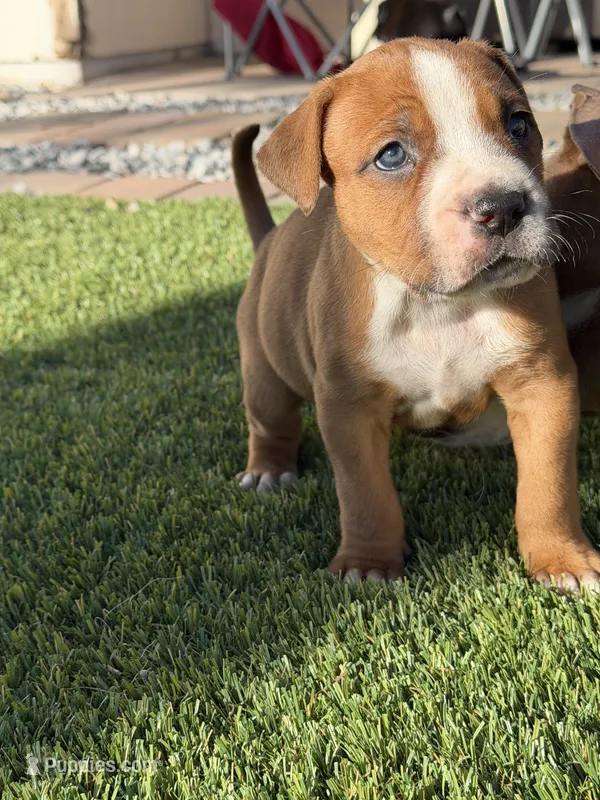 Dior, a male American Pit Bull Terrier and Cane Corso for sale in Cedar Rapids, IA – 1 of 2