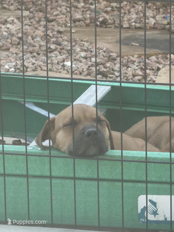 Pico, a male American Pit Bull Terrier and Cane Corso for sale in Phoenix, AZ – Photo 1 of 1