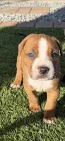 Dior, a male American Pit Bull Terrier and Cane Corso for sale in Cedar Rapids, IA – 2 of 2