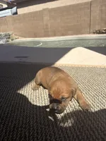 Charlie, a male Cane Corso for sale in Phoenix, AZ – Photo 1 of 4