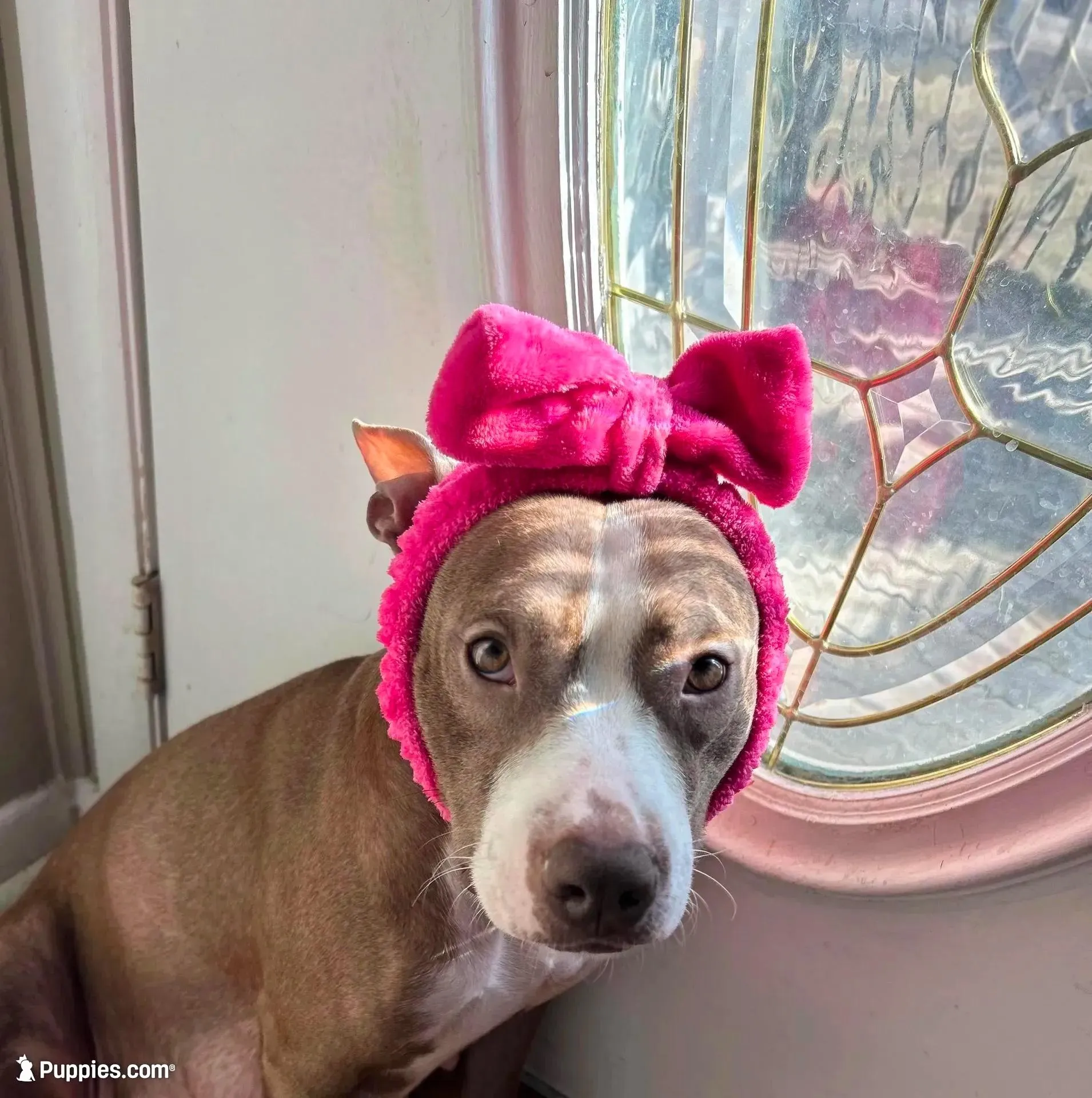 Milo, a female American Pit Bull Terrier and Cane Corso for sale in Cedar Rapids, IA – Photo 3 of 4