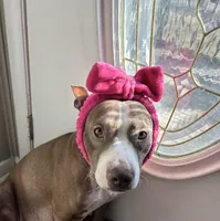 Milo, a female American Pit Bull Terrier and Cane Corso for sale in Phoenix, AZ – Photo 4 of 7