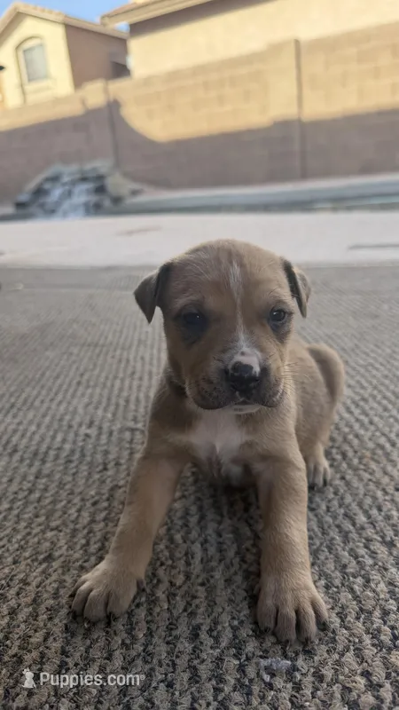 Milo – Cane Corso puppy for sale in Phoenix, AZ