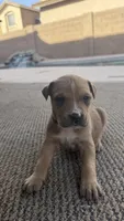 Milo, a female American Pit Bull Terrier and Cane Corso for sale in Phoenix, AZ – Photo 1 of 7