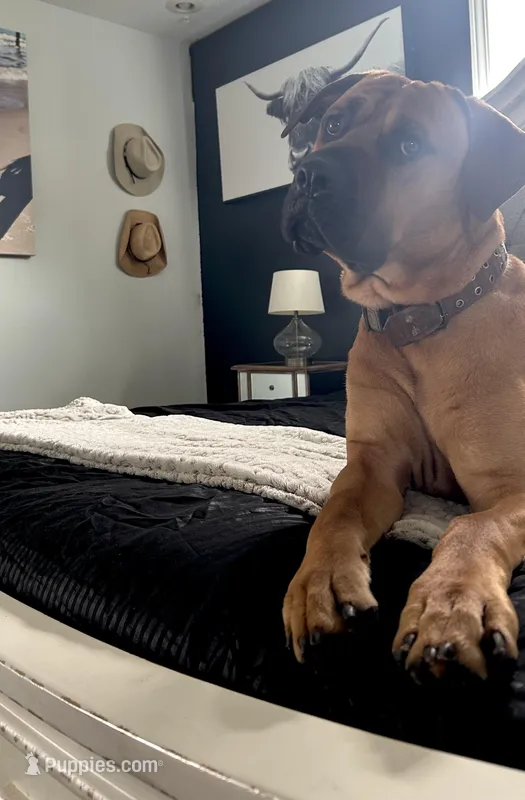 Milo – American Pit Bull Terrier, Cane Corso puppy for sale in Phoenix, AZ