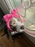 Milo, a female American Pit Bull Terrier and Cane Corso for sale in Phoenix, AZ – Photo 5 of 7