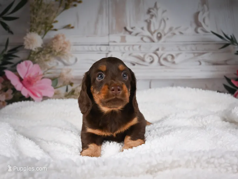 AKC-Jordan – Miniature Dachshund puppy for sale in Millersburg, OH