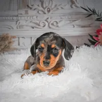 AKC-Haley, a female Miniature Dachshund for sale in Millersburg, OH – 5 of 8