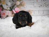 AKC-Amber, a female Miniature Dachshund for sale in Millersburg, OH – 5 of 5