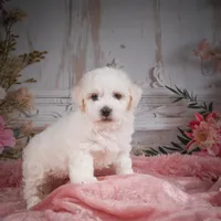 AKC-Chevy, a male Bichon Frise for sale in Millersburg, OH – Photo 8 of 8