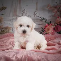 AKC-Chevy, a male Bichon Frise for sale in Millersburg, OH – Photo 5 of 8