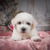AKC-Chevy, a male Bichon Frise for sale in Millersburg, OH – Photo 7 of 8
