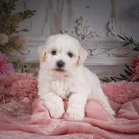 AKC-Chevy, a male Bichon Frise for sale in Millersburg, OH – Photo 3 of 8
