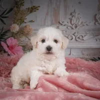 AKC-Chevy, a male Bichon Frise for sale in Millersburg, OH – Photo 2 of 8