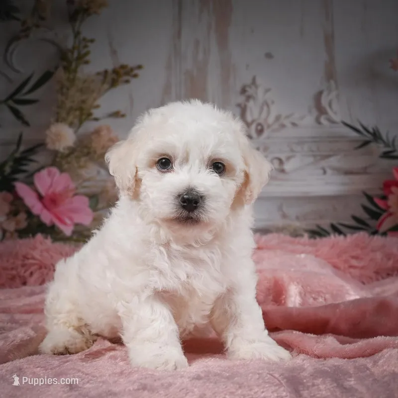 AKC-Chevy – Bichon Frise puppy for sale in Millersburg, OH