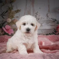 AKC-Chevy, a male Bichon Frise for sale in Millersburg, OH – Photo 1 of 8