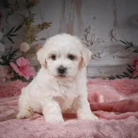 AKC-Chevy, a male Bichon Frise for sale in Millersburg, OH – Photo 6 of 8