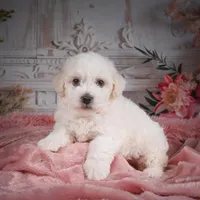 AKC-Chevy, a male Bichon Frise for sale in Millersburg, OH – Photo 4 of 8