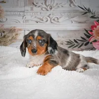 AKC-Betsy, a female Miniature Dachshund for sale in Millersburg, OH – 5 of 7