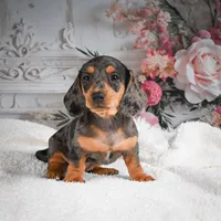 AKC-Gina, a female Miniature Dachshund for sale in Millersburg, OH – 3 of 7