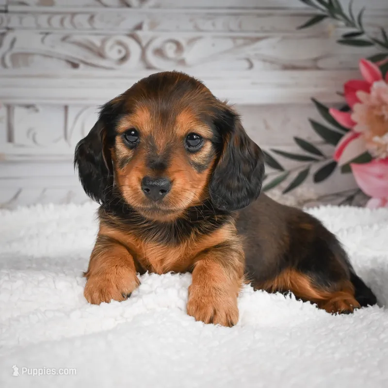AKC-Daisy – Miniature Dachshund puppy for sale in Millersburg, OH