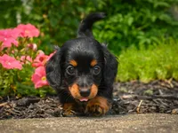 AKC-Jane, a female Miniature Dachshund for sale in Millersburg, OH – 5 of 7