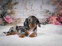 Leo, a male Miniature Dachshund for sale in Millersburg, OH – 7 of 8