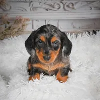 AKC-Hershey, a male Miniature Dachshund for sale in Millersburg, OH – 3 of 8