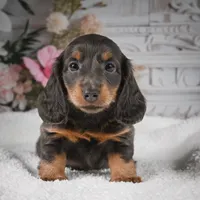 AKC-Gloria, a female Miniature Dachshund for sale in Millersburg, OH – 9 of 9