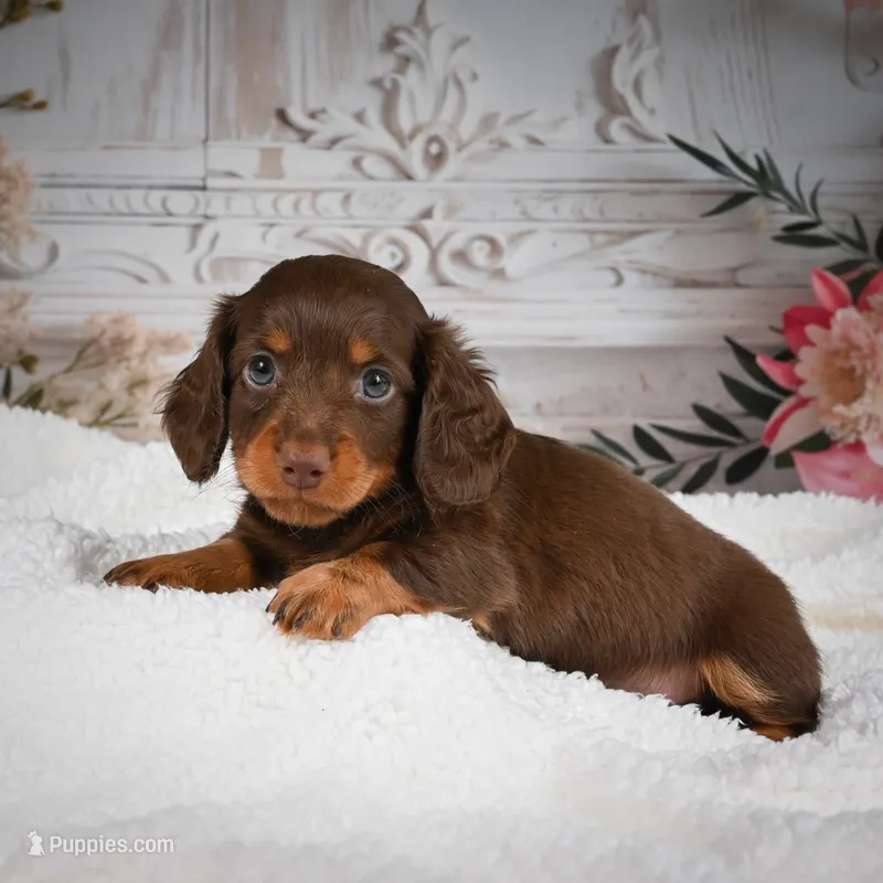 AKC-Bubba – Miniature Dachshund puppy for sale in Millersburg, OH