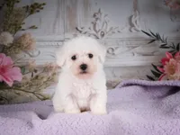 AKC-Ricky, a male Bichon Frise for sale in Millersburg, OH – 6 of 6