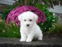 AKC-Pedro, a male Bichon Frise for sale in Millersburg, OH – 3 of 5