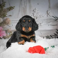 AKC-Dallas, a male Miniature Dachshund for sale in Millersburg, OH – Photo 1 of 7